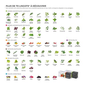 Lingot pousses de betterave bio