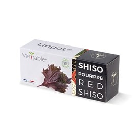 Lingot shiso pourpre bio