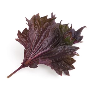 Lingot shiso pourpre bio