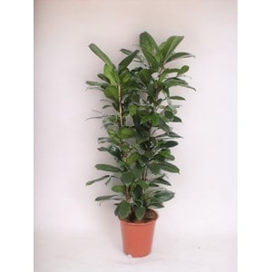 Ficus cyathistipula