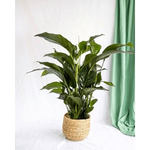 Spathiphyllum blanc