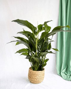 Spathiphyllum blanc