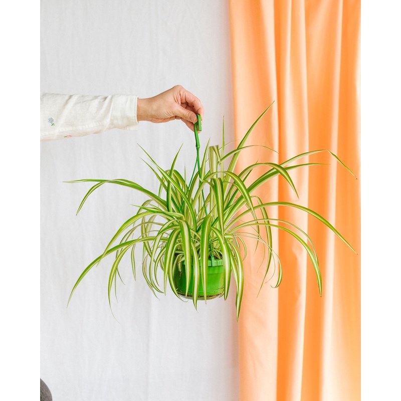 Chlorophytum comosum 'variegatum'