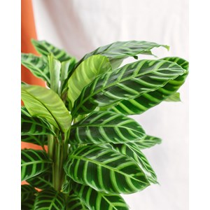 Calathea zebrina