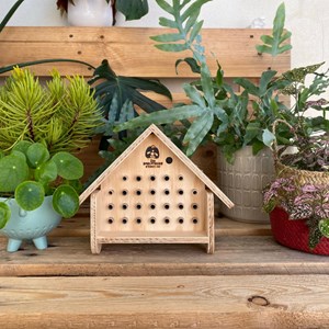 Abri abeilles sauvages + cocons + suivi
