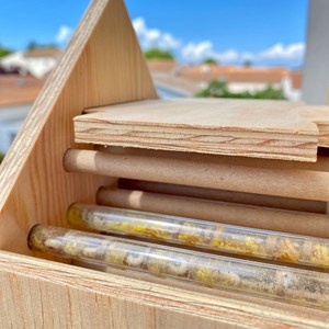 Abri abeilles sauvages + cocons + suivi