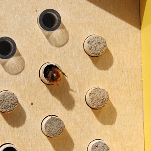 Abri abeilles sauvages + cocons + suivi