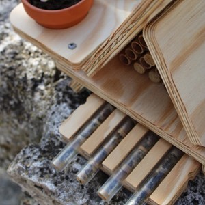 Abri abeilles sauvages + cocons + suivi