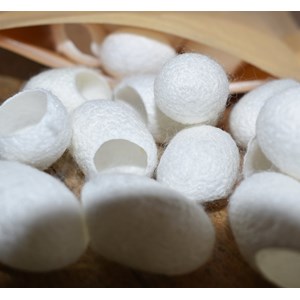 Cocons de soie