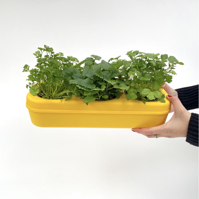 The Urban Permaculture - Potager prêt-à-planter 3 aromatiques