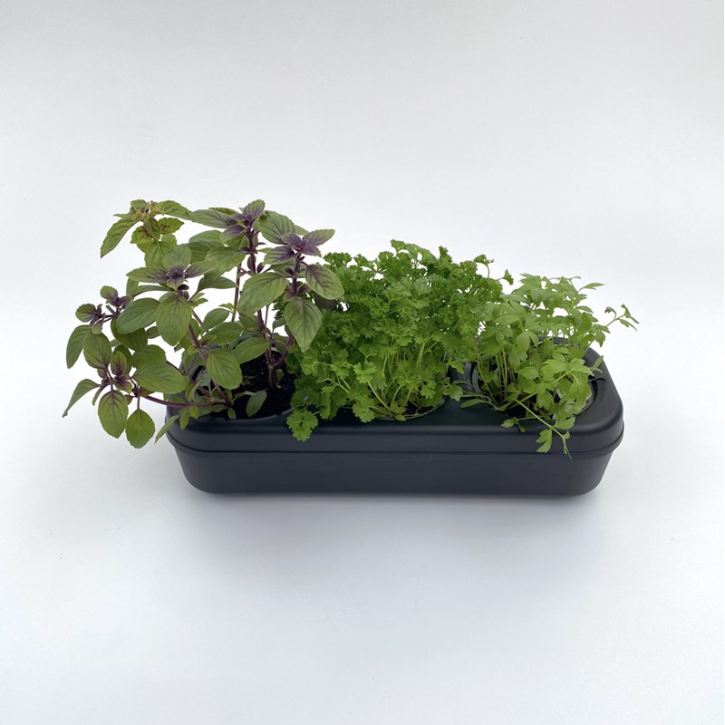 The Urban Permaculture - Potager prêt-à-planter 3 aromatiques