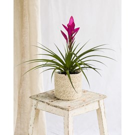 Bromelia amira