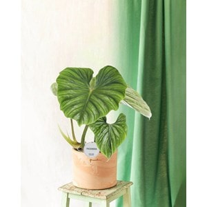 Philodendron plowmanii