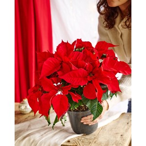 Grand poinsettia rouge noël