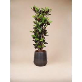 Codiaeum iceton croton