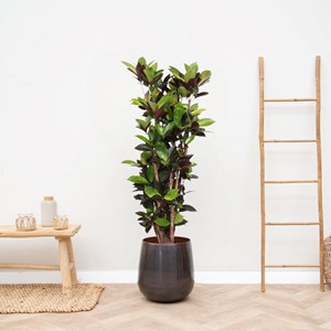 Codiaeum iceton croton