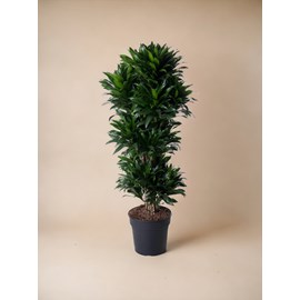 Dracaena compacta