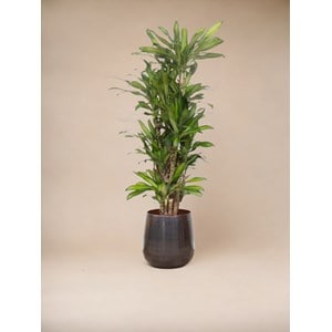 Dracaena eve 160cm - plante d'intérieur