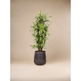 Dracaena lemon lime