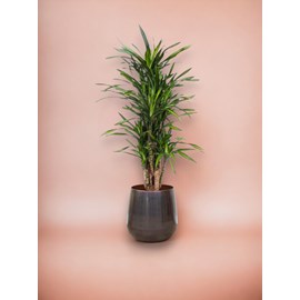 Dracaena riki 140cm - plante d'intérieur