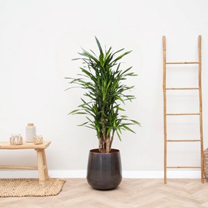 Dracaena riki 140cm - plante d'intérieur