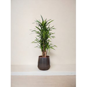 Dracaena riki 140cm - plante d'intérieur
