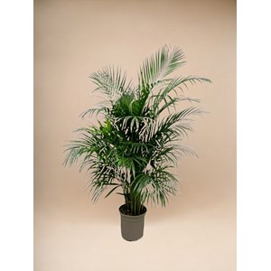 Areca palmier 160cm - plante d'intérieur