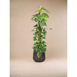 Epipremnum aureum pothos