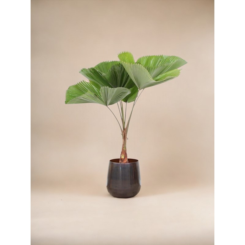 Licuala grandis palmier