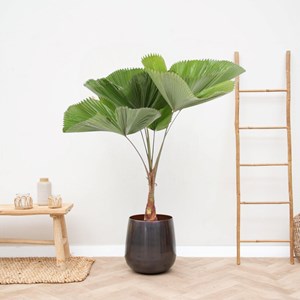 Licuala grandis palmier