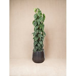 Philodendron scandens sur tuteur