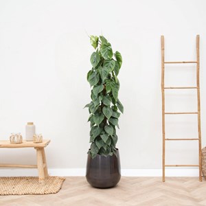 Philodendron scandens sur tuteur
