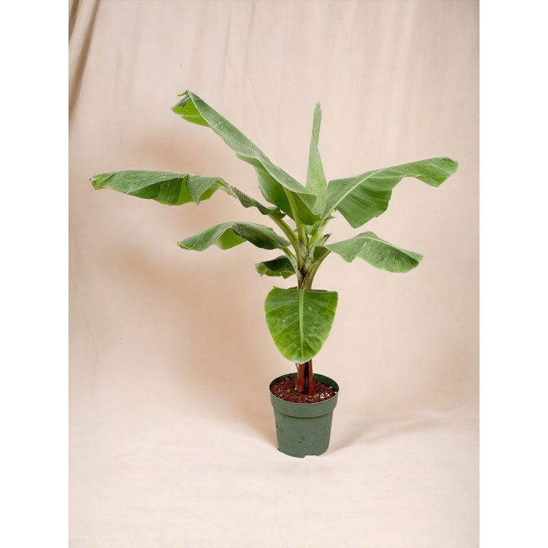 La Green Touch - Bananier musa 150cm - plante d'intérieur