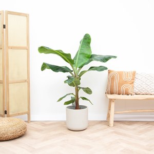 Bananier musa 150cm - plante d'intérieur