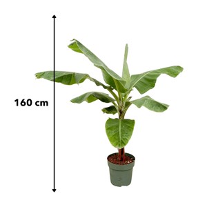 Bananier musa 150cm - plante d'intérieur