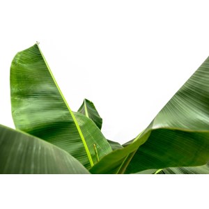 Bananier musa 150cm - plante d'intérieur