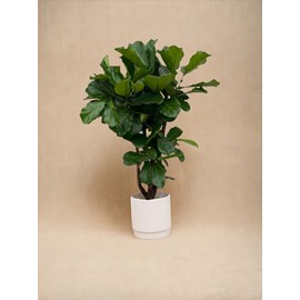 Ficus lyrata 160cm - plante d'intérieur