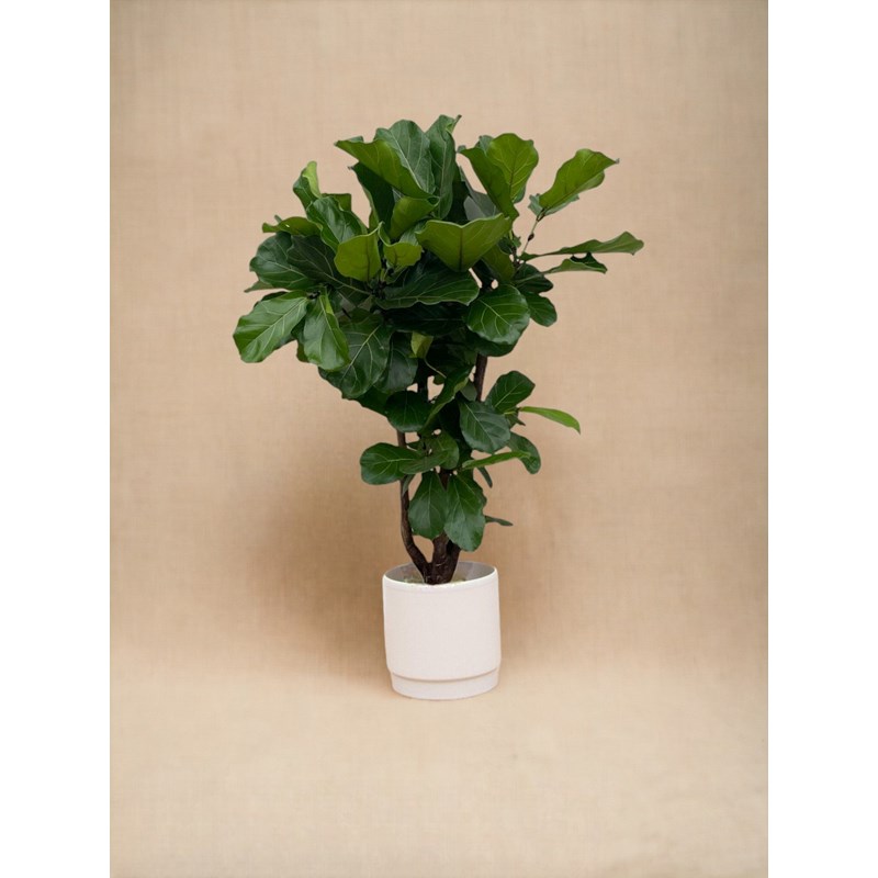 Ficus lyrata 160cm - plante d'intérieur