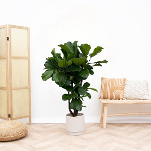 Ficus lyrata 160cm - plante d'intérieur