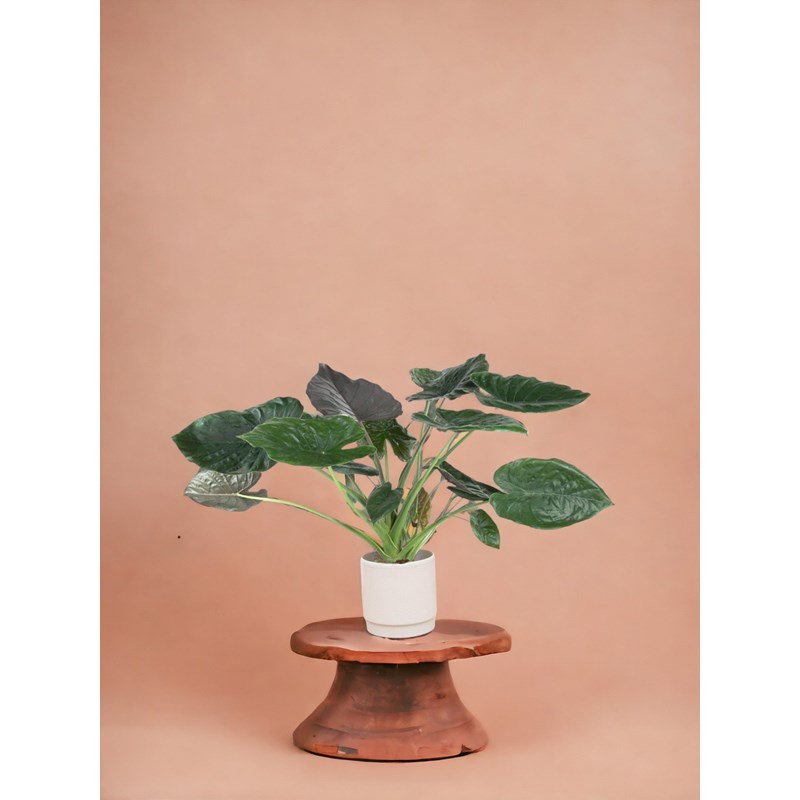 La Green Touch - Alocasa wentii
