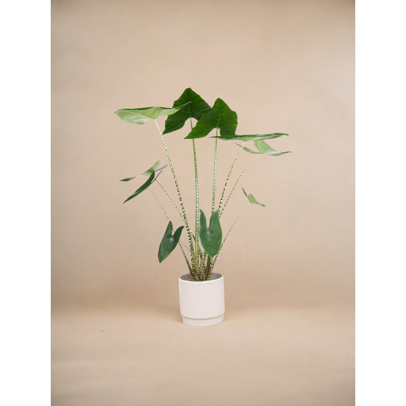 La Green Touch - Alocasia zebrina