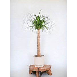 Beaucarnea 130cm - plante d'intérieur