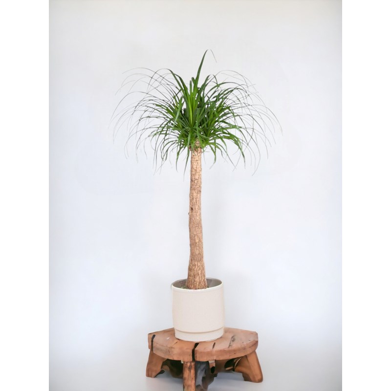 Beaucarnea 130cm - plante d'intérieur