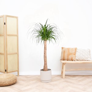 Beaucarnea 130cm - plante d'intérieur