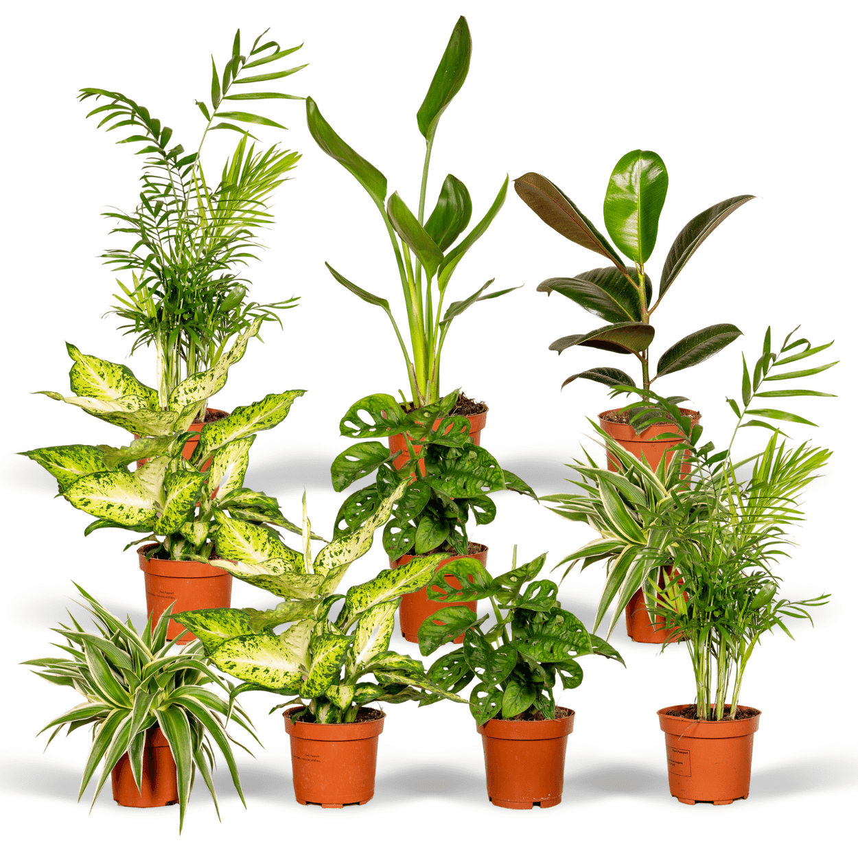 Lot de plantes d'intérieur