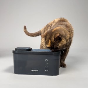 Fontaine à eau pour chat noire