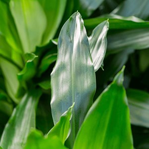 L’original – savon noir naturel