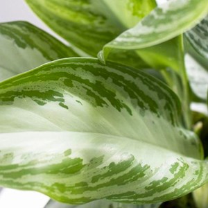 Silver evergreen medium pot blanc + pied
