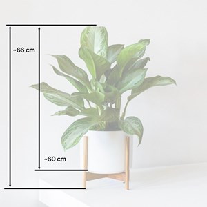 Silver evergreen medium pot blanc + pied