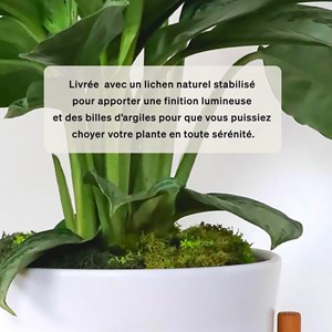 Silver evergreen medium pot blanc + pied